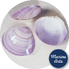 8522-P8 - Polished Violet Clam - Decor Pack